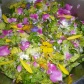Wildkräutersalat